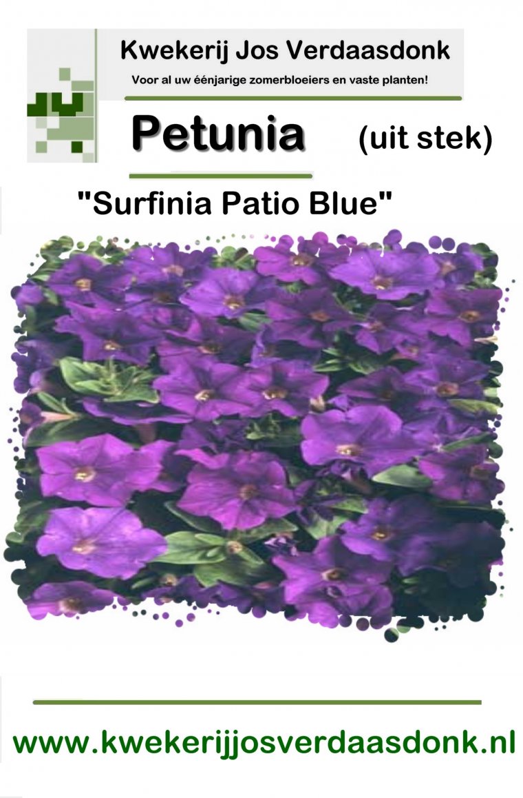 370 petunia surfinia patio blue